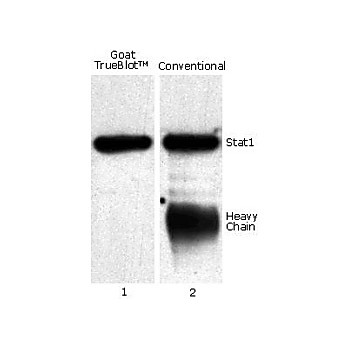 Goat TrueBlot®: Anti-Goat IgG HRP, 50µL, Liquid (sterile filtered)