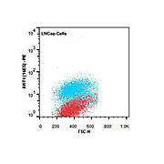 AKT1 [14E5.A2.B2.H9] PE Antibody 50µg
