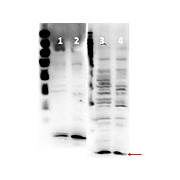 Anti-Histone H4 (RABBIT) Antibody, 100µL, Liquid (sterile filtered)