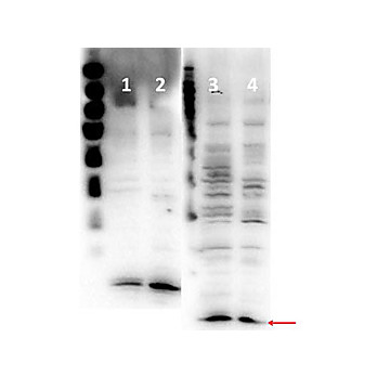 Anti-Histone H4 (RABBIT) Antibody, 100µL, Liquid (sterile filtered)