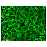 Anti-HSP90 total (MOUSE) Monoclonal Antibody, 200µg, Liquid (sterile filtered)