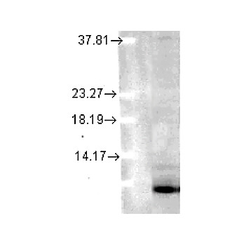 Ubiquitin Antibody [6C11-B3] 200µg