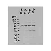 Anti-NFKB p65 (Rel A) N-TERMINAL SPECIFIC (RABBIT) Antibody, 100µL, Liquid (sterile filtered)