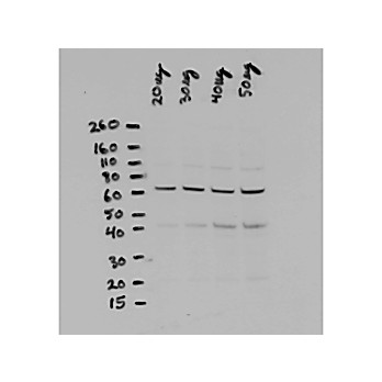 Anti-NFKB p65 (Rel A) N-TERMINAL SPECIFIC (RABBIT) Antibody, 100µL, Liquid (sterile filtered)