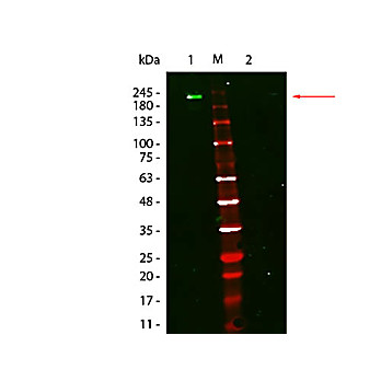Fluorescent TrueBlot®: Anti-Mouse Ig DyLight™ 800, 100µL, Lyophilized