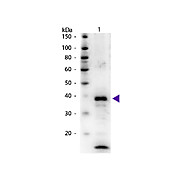 Anti-ARGINASE (RABBIT) Antibody, 2mL, Lyophilized