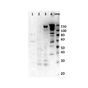 Anti-Myosin 6 (Rabbit) Antibody , 25µL, Liquid (sterile filtered)
