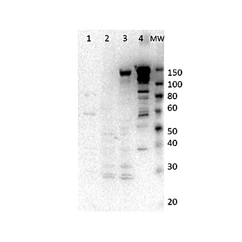 Anti-Myosin 6 (Rabbit) Antibody , 25µL, Liquid (sterile filtered)
