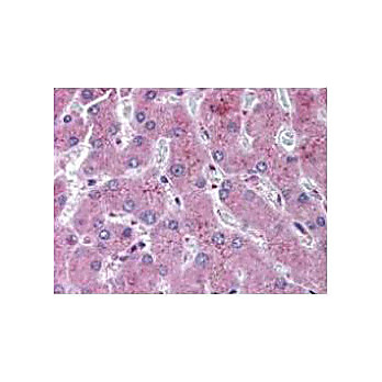 Anti-NOTCH 2 (Cleaved N terminal) (Human specific) (RABBIT) Antibody, 25µL, Liquid (sterile filtered)