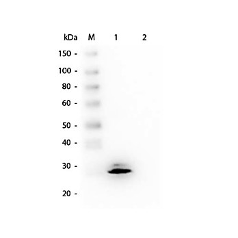 Anti-GSTO1 (MOUSE) Monoclonal Antibody, 100µg, Liquid (sterile filtered)