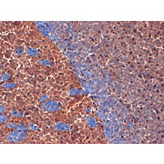 Anti-Kv1.2 K+ channel (MOUSE) Monoclonal Antibody, 100µg, Liquid (sterile filtered)
