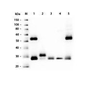 Anti-MOUSE IgG (H&L) (GOAT) Antibody, 2mL, Lyophilized