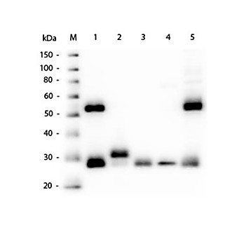 Anti-MOUSE IgG (H&L) (GOAT) Antibody, 2mL, Lyophilized