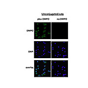 Anti-DMPO (MOUSE) Monoclonal Antibody, 100µg, Liquid (sterile filtered)