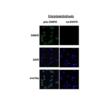 Anti-DMPO (MOUSE) Monoclonal Antibody, 100µg, Liquid (sterile filtered)