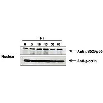 Anti-NFKB p65 (Rel A) pS529 (RABBIT) Antibody, 100µL, Liquid (sterile filtered)