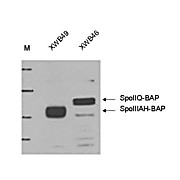 Anti-BIOTIN Ligase EPITOPE TAG (RABBIT) Antibody, 100µL, Liquid (sterile filtered)