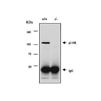 Anti-PI3-kinase p110 d (delta subunit) (RABBIT) Antibody, 100µL, Liquid (sterile filtered)