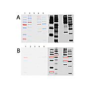Anti-Blue Molecular Weight Ladder Peroxidase Conjugated (MOUSE) Monoclonal Antibody, 100µL, Liquid (sterile filtered)