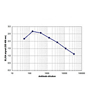 Anti-PAPOLA (RABBIT) Antibody, 100µL, Liquid (sterile filtered)