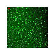 Anti-CAV1.2 (MOUSE) Monoclonal Antibody, 100µg, Liquid (sterile filtered)