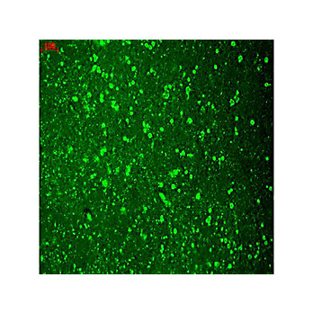 Anti-CAV1.2 (MOUSE) Monoclonal Antibody, 100µg, Liquid (sterile filtered)