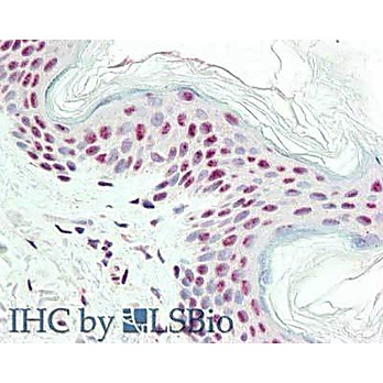 Anti-IPO-38 (MOUSE) Monoclonal Antibody, 100µg, Liquid (sterile filtered)