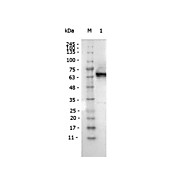 Antibody for the detection of FLAG™ conjugated proteins (MOUSE) Monoclonal Antibody Peroxidase Conjugated, 100µg, Lyophilized