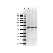 Anti-IKBß (RABBIT) Antibody, 100µL, Liquid (sterile filtered)