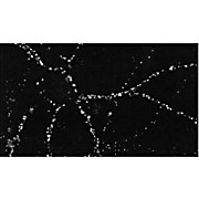 PSD95 Antibody [6G6] 100µg