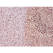 Anti-Nav1.1 (MOUSE) Monoclonal Antibody, 100µg, Liquid (sterile filtered)