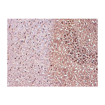 Anti-Nav1.1 (MOUSE) Monoclonal Antibody, 100µg, Liquid (sterile filtered)