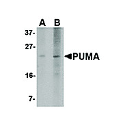 PUMA Antibody [2A8F6] 100µg