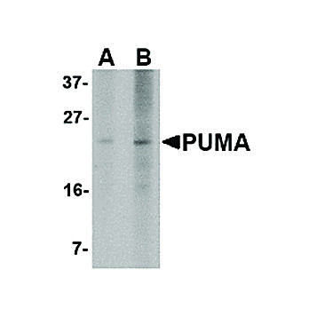 PUMA Antibody [2A8F6] 100µg