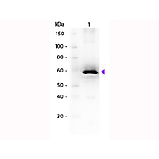 Anti-LUCIFERASE (GOAT) Antibody, 25µL, Liquid (sterile filtered)
