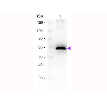Anti-LUCIFERASE (GOAT) Antibody, 25µL, Liquid (sterile filtered)