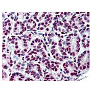Anti-STAT5 pY694 (MOUSE) Monoclonal Antibody, 25µL, Liquid (sterile filtered)