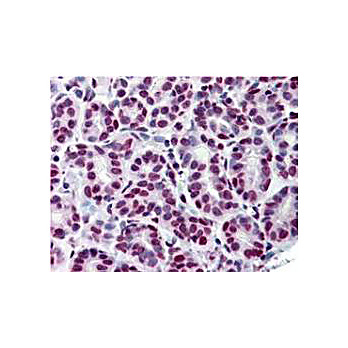 Anti-STAT5 pY694 (MOUSE) Monoclonal Antibody, 25µL, Liquid (sterile filtered)