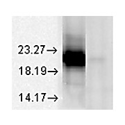 Anti-Alpha A Crystallin (MOUSE) Monoclonal Antibody, 200µg, Liquid (sterile filtered)