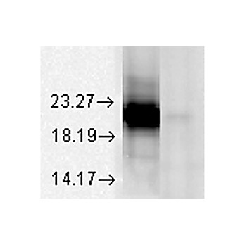 Anti-Alpha A Crystallin (MOUSE) Monoclonal Antibody, 200µg, Liquid (sterile filtered)