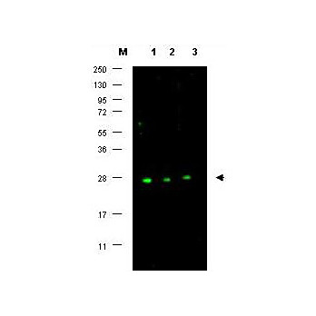 Anti-p27 (RABBIT) Antibody, 100µL, Liquid (sterile filtered)