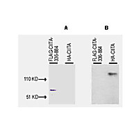 Anti-CIITA aa 1-333 (RABBIT) Antibody, 100µL, Liquid (sterile filtered)