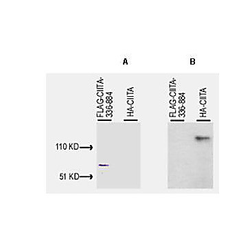 Anti-CIITA aa 1-333 (RABBIT) Antibody, 100µL, Liquid (sterile filtered)