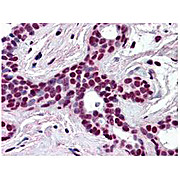 Anti-Cul3 (N-terminal specific) (RABBIT) Antibody, 100µL, Liquid (sterile filtered)