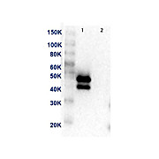 MEK1 C-Term Antibody [13B6] 100µg