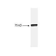 Anti-NFKB cRel (RABBIT) Antibody, 100µL, Liquid (sterile filtered)