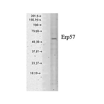 Anti-Erp57 (Grp58) (MOUSE) Monoclonal Antibody, 200µg, Liquid (sterile filtered)