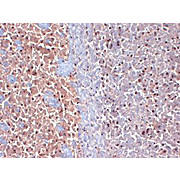 Anti-CASPR2 (MOUSE) Monoclonal Antibody, 100µg, Liquid (sterile filtered)