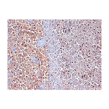 Anti-CASPR2 (MOUSE) Monoclonal Antibody, 100µg, Liquid (sterile filtered)
