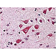 Anti-Protective Protein/Cathepsin A (PPCA) (RABBIT) Antibody, 200µL, Liquid (sterile filtered)
